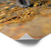 Araignée Tarantula Insect Poster photo (Coin)