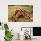 Araignée Tarantula Insect Poster photo (Bureau à domicile)