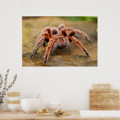 Araignée Tarantula Insect Poster photo (Cuisine)