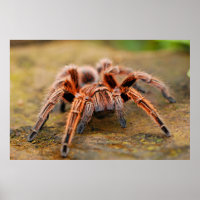 Araignée Tarantula Insect Poster photo