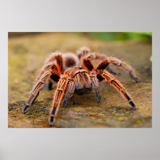 Araignée Tarantula Insect Poster photo (Devant)