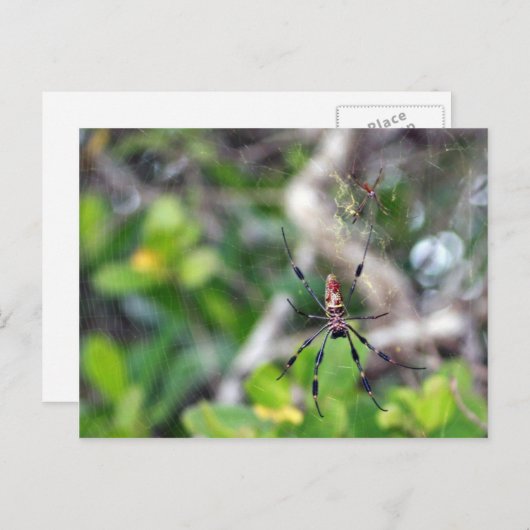 Araignées dans la carte postale Web (Devant / Derrière)