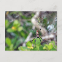 Araignées dans la carte postale Web