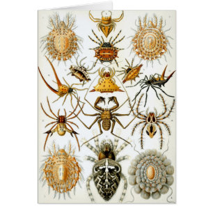 Araignées ou arachnides vintage par Ernst Haeckel