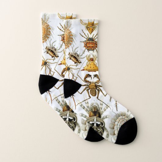 Araignées ou arachnides vintages par Ernst Haeckel (Paire)