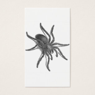 Aranea Avicularia, araignée cubaine noire