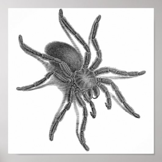 Aranea Avicularia, zwarte Cubaanse spin Poster (Voorkant)