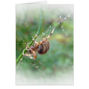Araneus - araignée de tisserand de globe