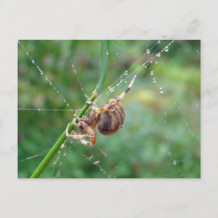 Araneus - Orb Weaver Spider Briefkaart