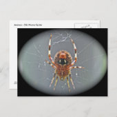 Araneus Orb Weaver Spider Briefkaart (Voorkant / Achterkant)