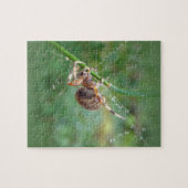 Araneus - Orb Weaver Spider Legpuzzel (Horizontaal)