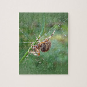 Araneus - Orb Weaver Spider Legpuzzel