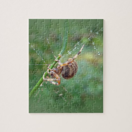 Araneus - Orb Weaver Spider Legpuzzel (Verticaal)