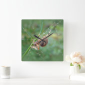 Araneus - Orb Weaver Spider Vierkante Klok (Huis)
