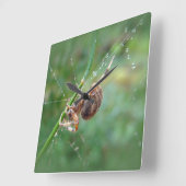 Araneus - Orb Weaver Spider Vierkante Klok (Hoek)