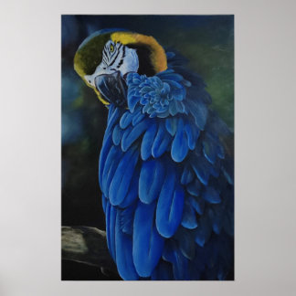 Arara Canindé Poster