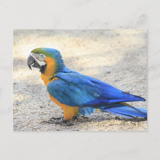 Arara, echte Carioca, de Burger van het Rio de Briefkaart (Voorkant)