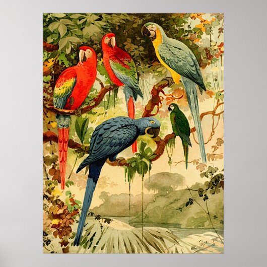 Aráras, Emil August Göldi (1900-1906) Poster (Voorkant)