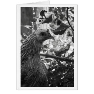 Araucana Chicken Blank Card