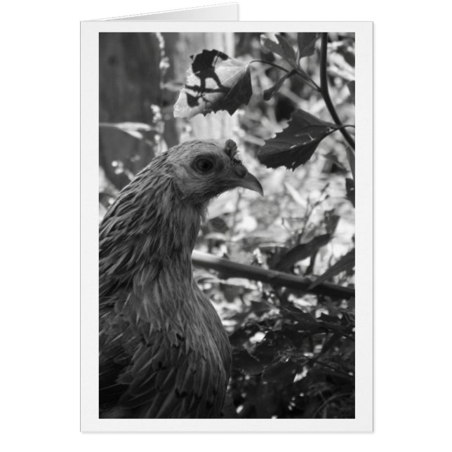 Araucana Chicken Blank Card (Voorkant)