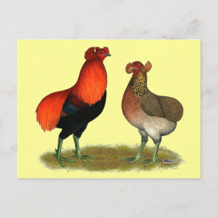 Araucana Red Pair Briefkaart