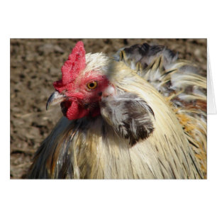 Araucana Rooster