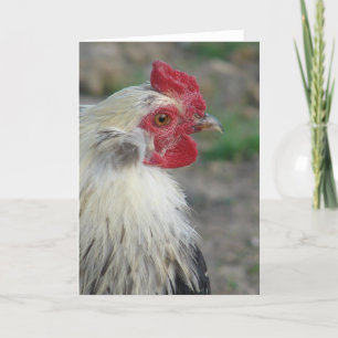Araucana Rooster Kaart