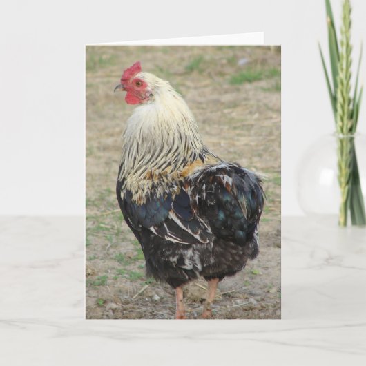 Araucana Rooster Kaart (Voorkant)