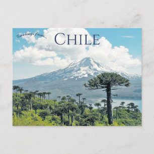 Araucaria Araucana-bomen in Chilië Briefkaart