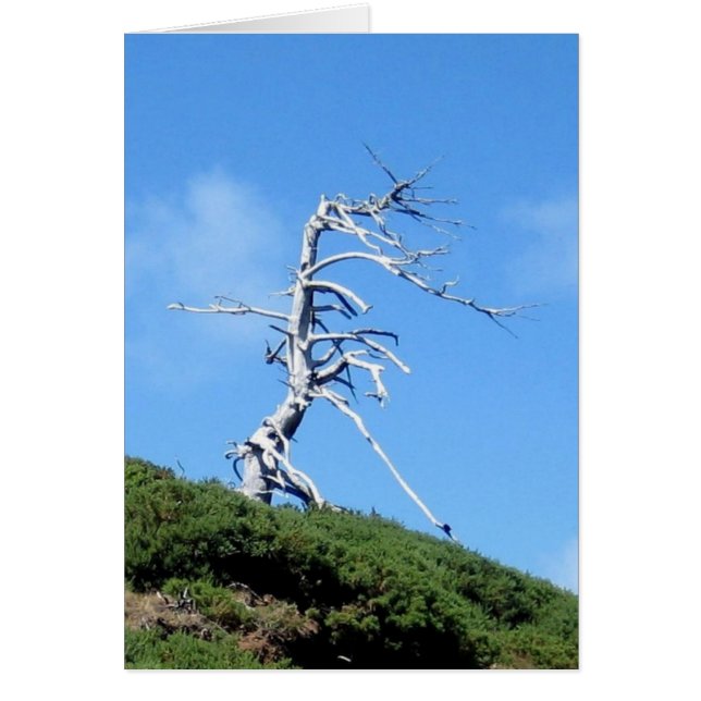 arbre alien (Devant)