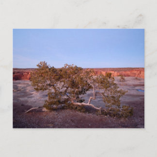 Arbre au Canyon de Chelly Carte postale