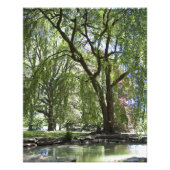 Arbre au printemps 20" x 16" Impression photo (Devant)