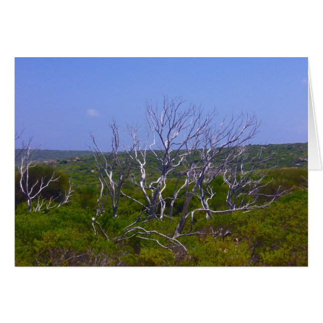 arbre blanc (Devant horizontal)