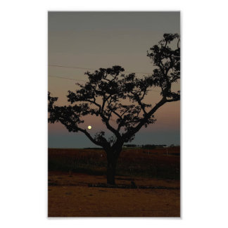 Arbre Coucher de Soleil Mur Nature Photographie Ru
