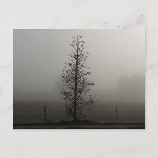 Arbre dans le brouillard 038 carte postale (Devant)