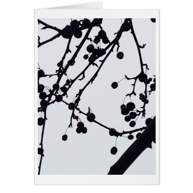 Arbre de baie contre le ciel (Devant)