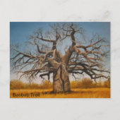 Arbre de baobab de carte postale (Devant)