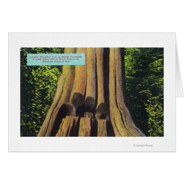 Arbre de cèdre le plus grand enregistré en C.-B. 1 (Devant horizontal)