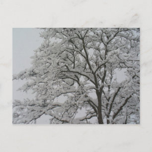 Arbre de chêne dans la carte postale de neige