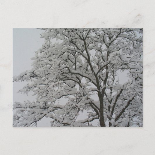 Arbre de chêne dans la carte postale de neige (Devant)