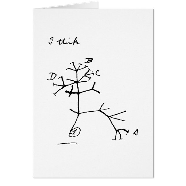 Arbre de Darwin (Devant)