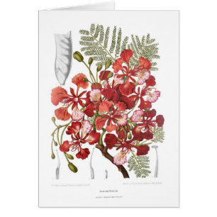 Arbre de flamme (regia de Delonix)