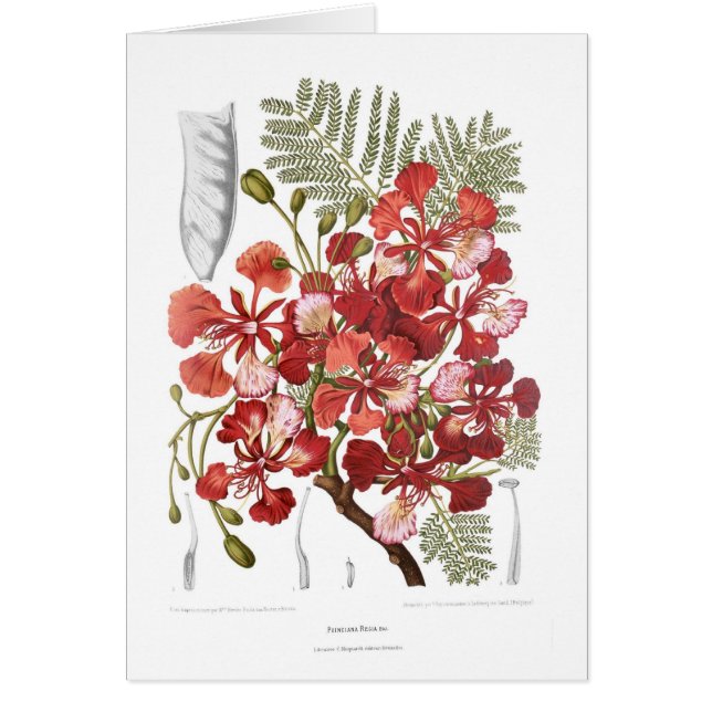 Arbre de flamme (regia de Delonix) (Devant)