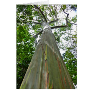 Arbre de gomme de Mindanao