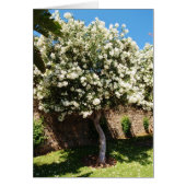 Arbre de Jasmine (Devant)