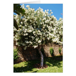 Arbre de Jasmine