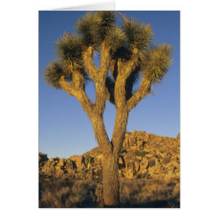Arbre de Josué, Yucca brevifolia), et granite