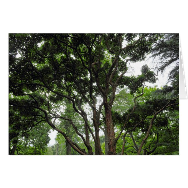 Arbre de Magnolia en été (Devant horizontal)