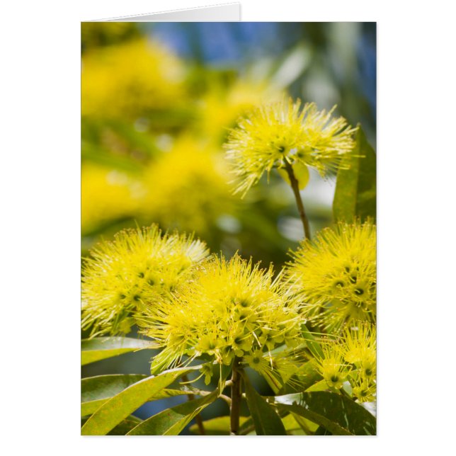 Arbre de mimosa jaune brillant (Devant)