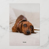 Arbre de Noël vert rustique Deux vacances photo (Verso)